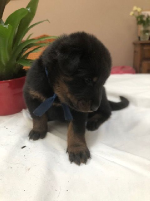 CHIOT bleu  VENOM ONE