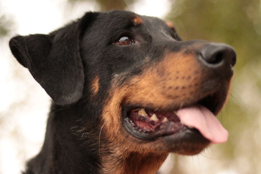 Janelle Du Domaine De Gaïa