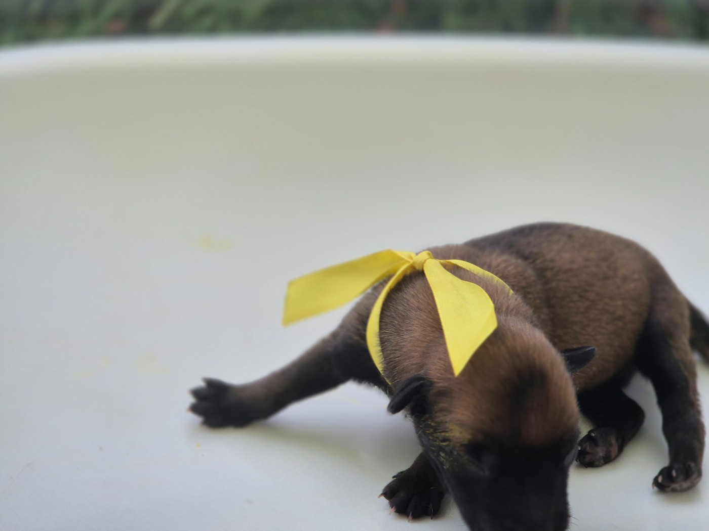 Du Domaine De Gaïa - Chiots disponibles - Berger Belge