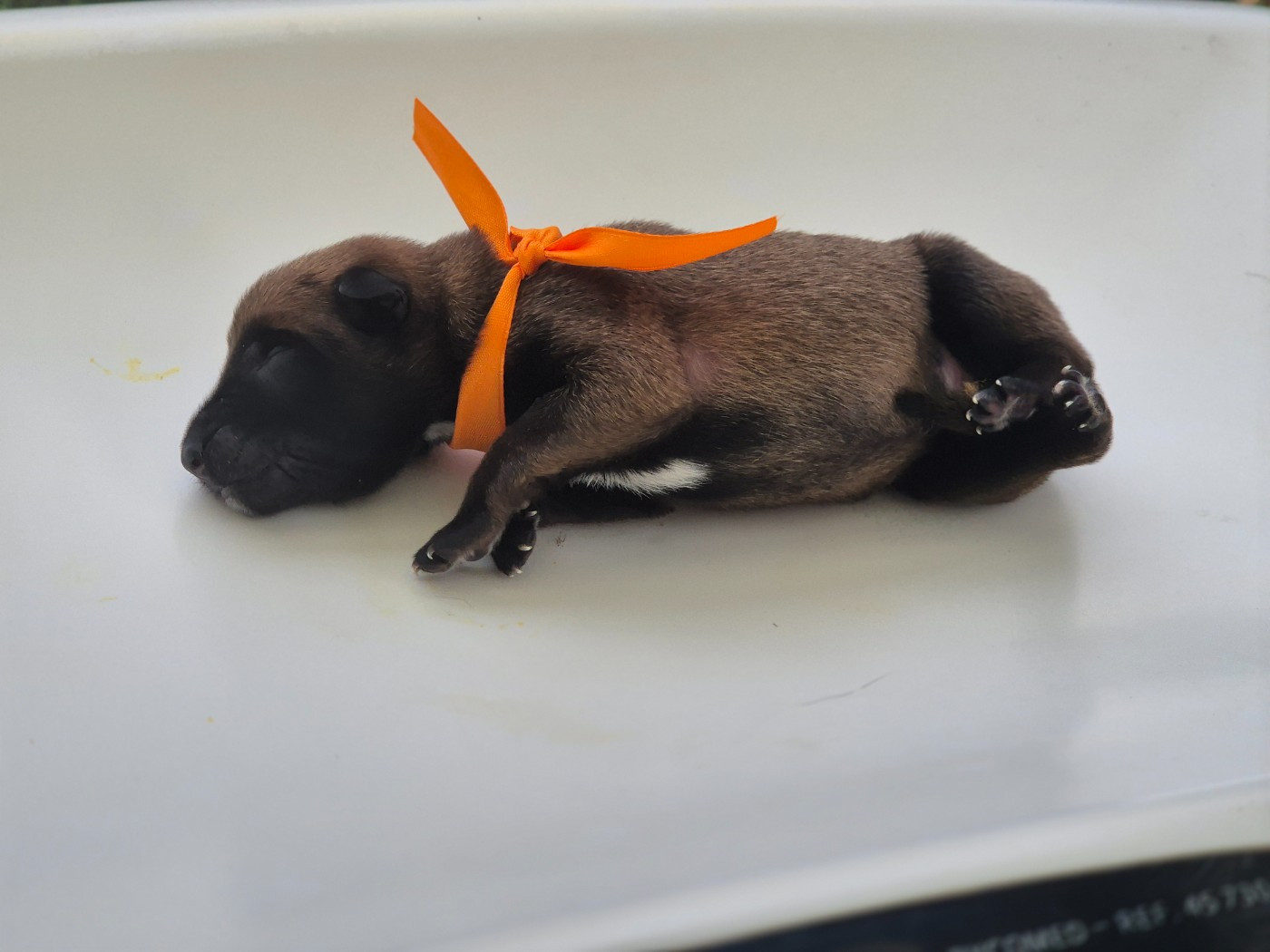 Du Domaine De Gaïa - Chiots disponibles - Berger Belge
