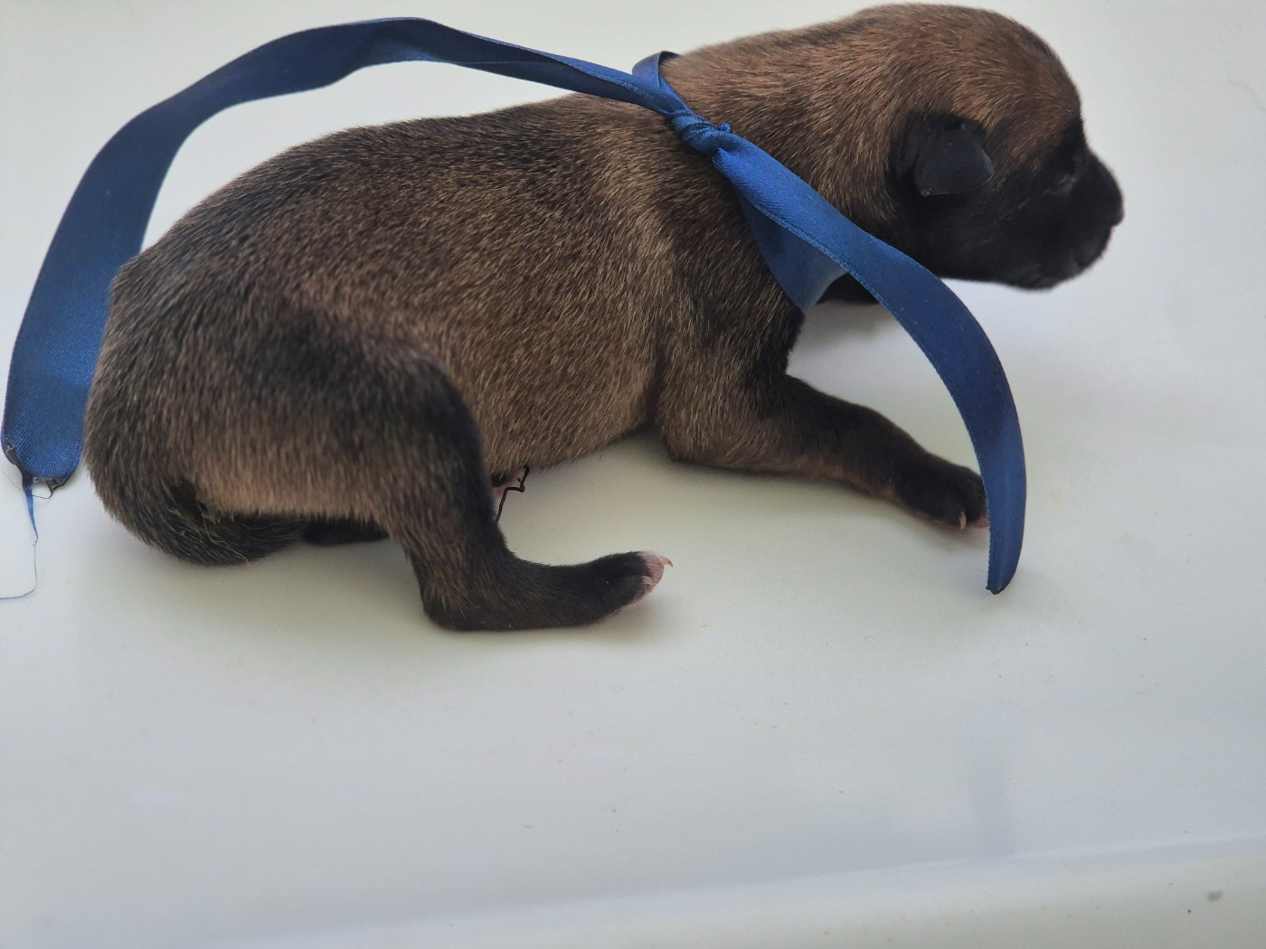 Du Domaine De Gaïa - Chiots disponibles - Berger Belge