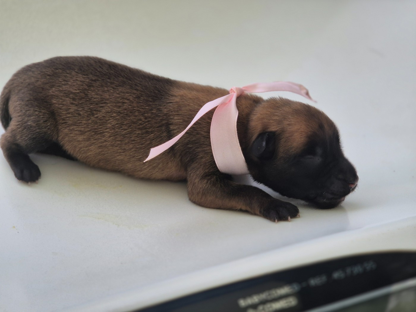 Du Domaine De Gaïa - Chiots disponibles - Berger Belge