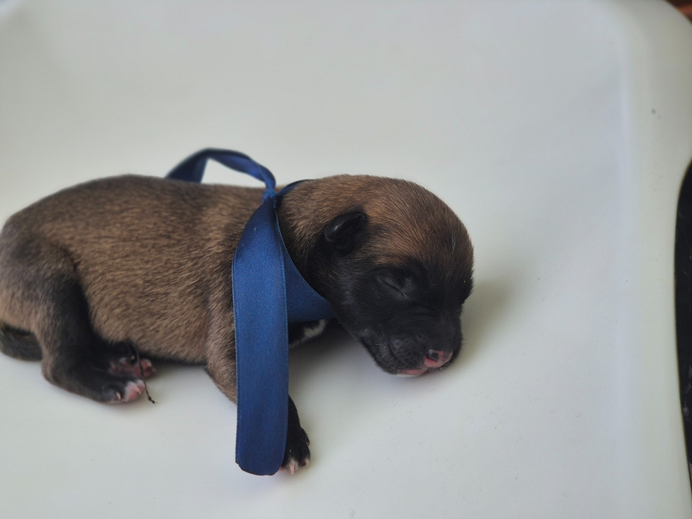 Du Domaine De Gaïa - Chiots disponibles - Berger Belge