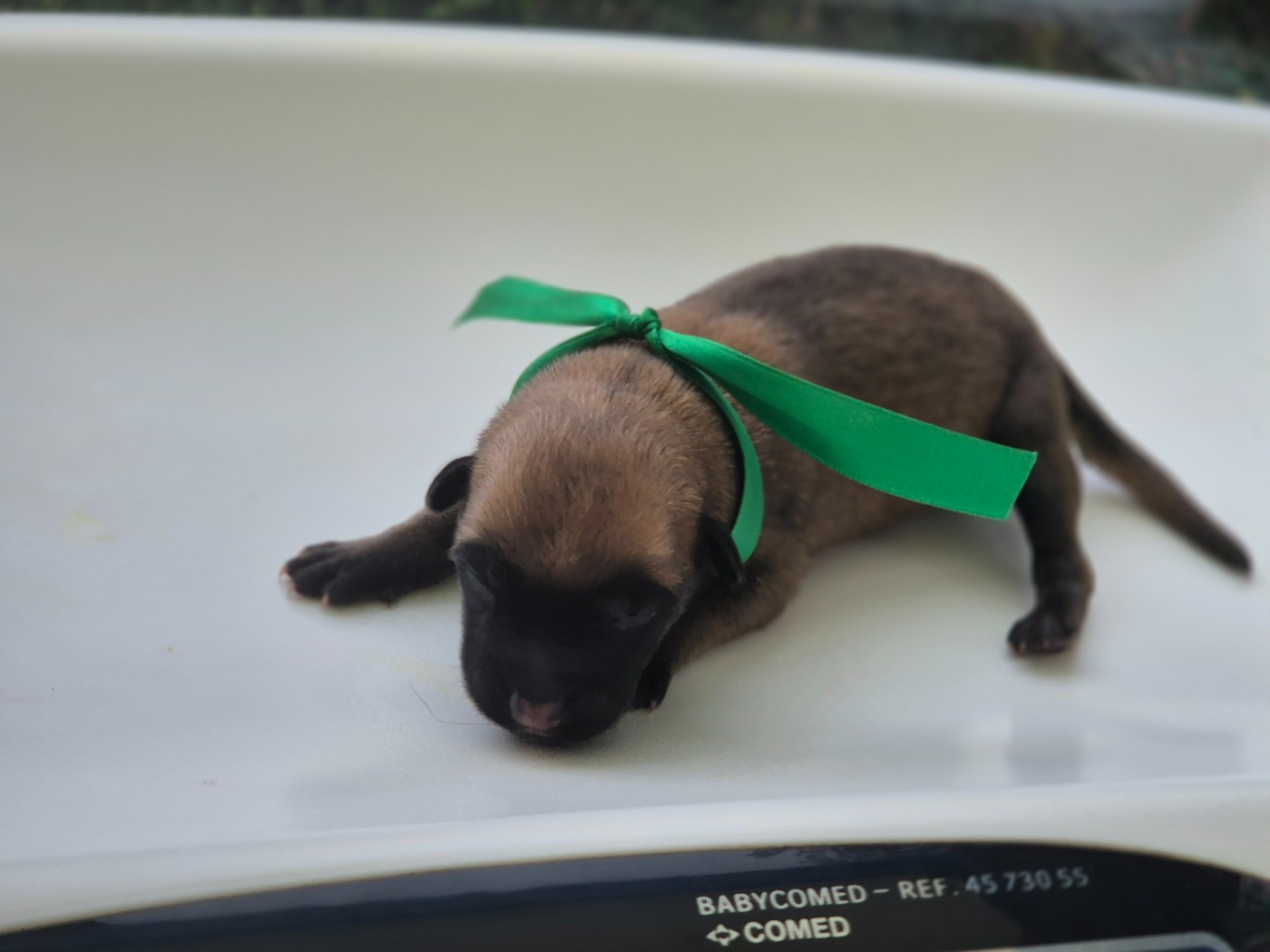 Du Domaine De Gaïa - Chiots disponibles - Berger Belge