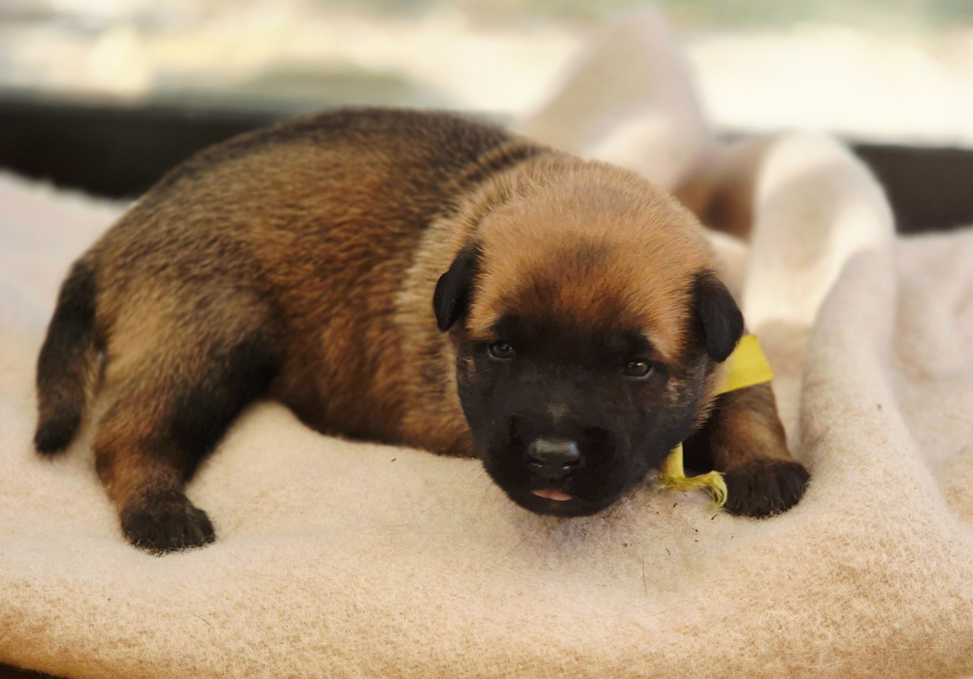 Du Domaine De Gaïa - Chiots disponibles - Berger Belge