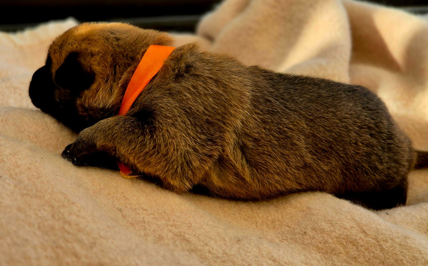 Du Domaine De Gaïa - Chiots disponibles - Berger Belge