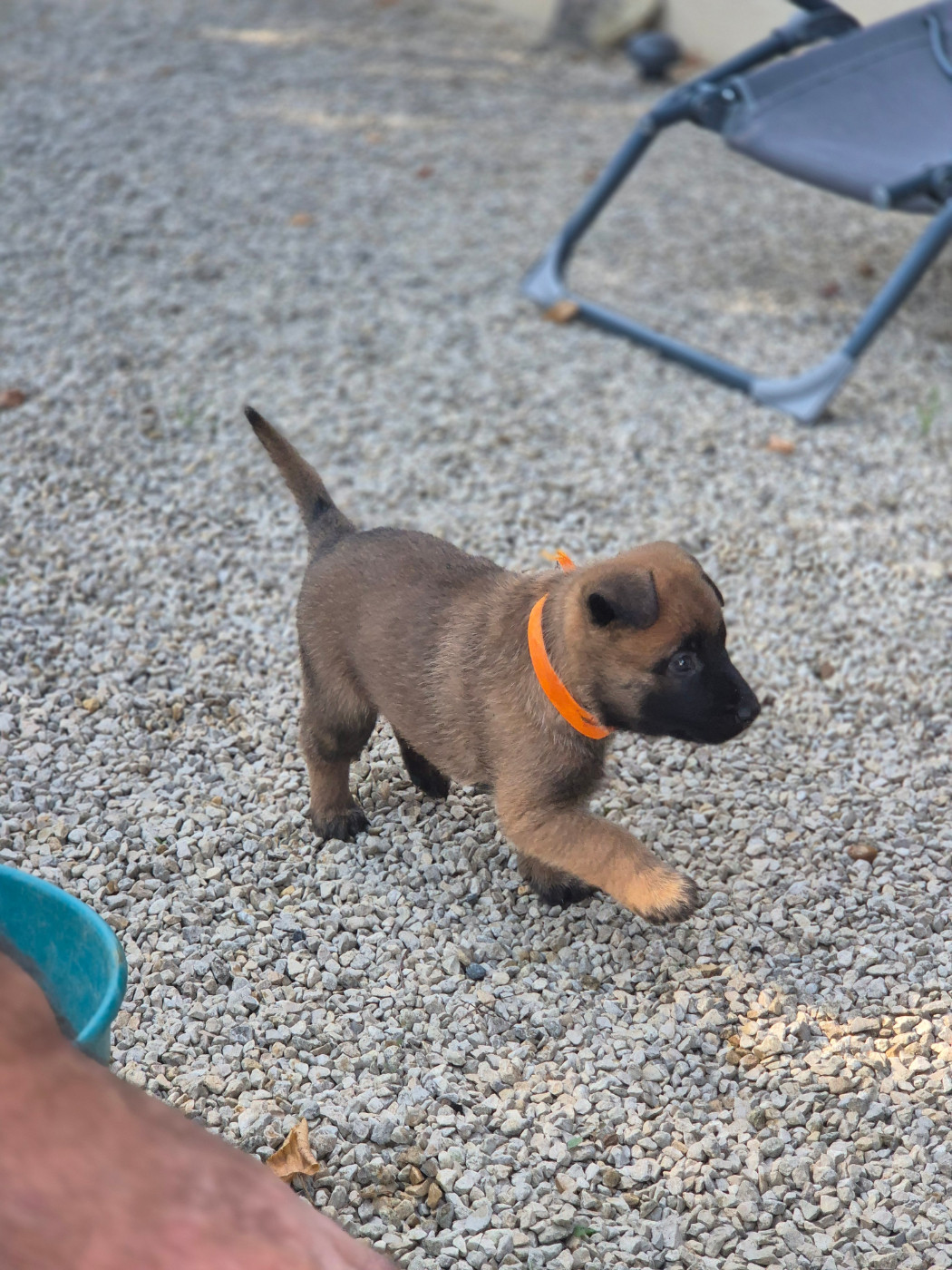 Du Domaine De Gaïa - Chiots disponibles - Berger Belge