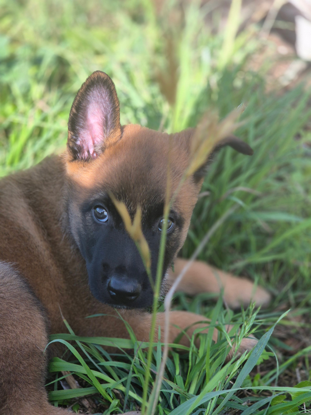 Du Domaine De Gaïa - Chiots disponibles - Berger Belge