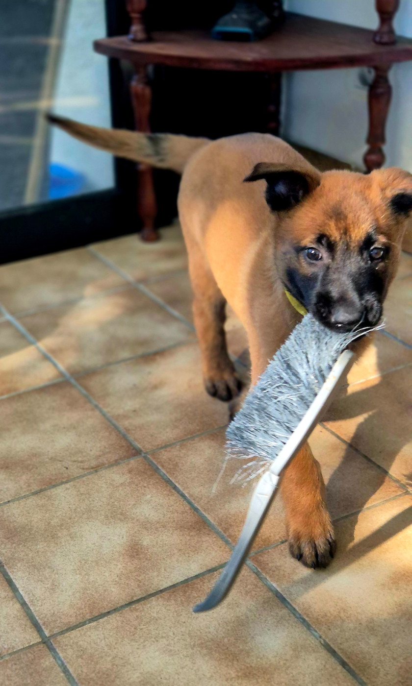 Du Domaine De Gaïa - Chiots disponibles - Berger Belge