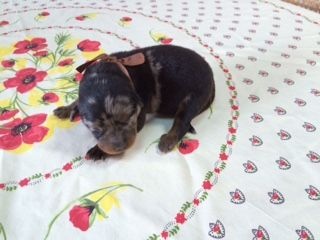 Du Domaine De Gaïa - Berger de Beauce - Portée née le 25/03/2015