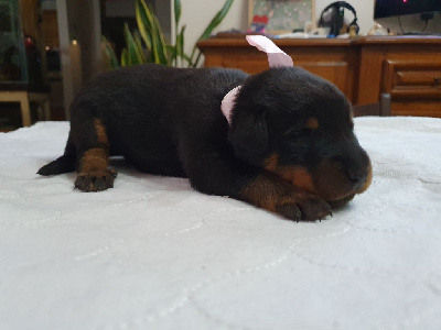 CHIOT rose UMY