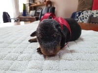 (bordeaux) SOOKIE