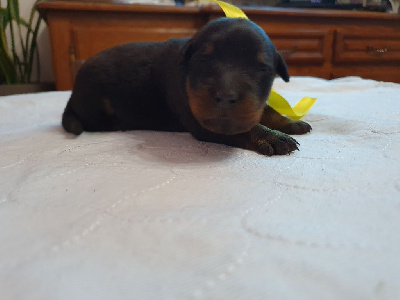 CHIOT jaune UNIC