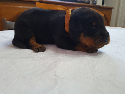 CHIOT marron UBER