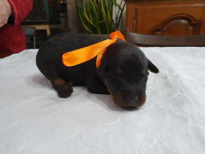 CHIOT orange ULKA