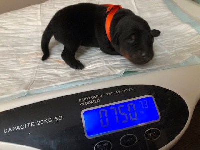 CHIOT orange THOR