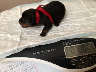 CHIOT ROUGE TAÏKO