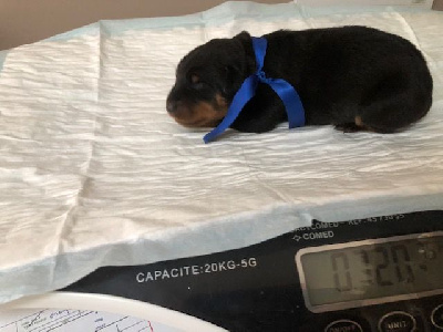 CHIOt bleu T'ROGUE