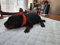 (orange) SEPALE